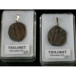 Czech Trilobite Ellipsocephalus Hoffi Fossil 925 Silver Bail Pendant (1pc) - Random pick | PENDANT-WORLD.COM | Buy at $27